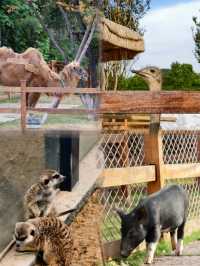 赴一場與蘆葦的約會，下渚湖的秋，藏不住的美