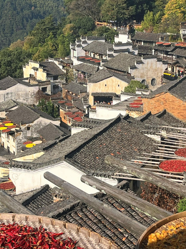 婺源篁嶺曬秋絕絕子手機拍到斷電哭著求饒