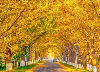 산동 은행나무 시즌이 다가왔습니다, 백만 그루의 황금빛 은행나무가 화려하게 여러분을 기다립니다