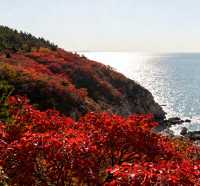 秋日的劉公島，是歷史與浪漫的碰撞。這份攻略帶你玩轉不一樣