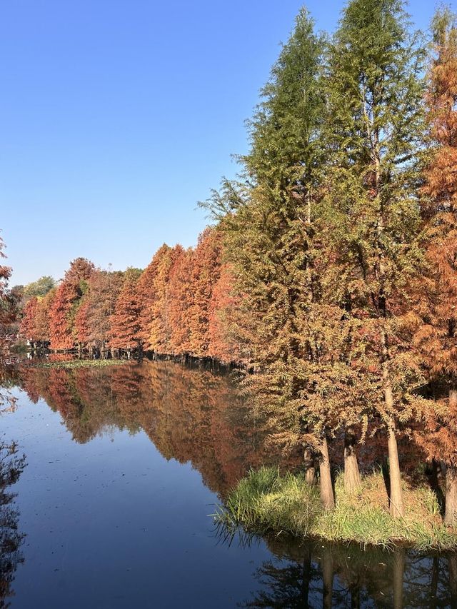 南京真的不顧人死活落羽杉比梧桐還要美