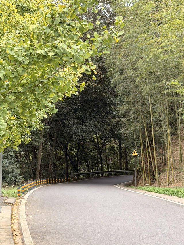 帽峰秋語：在金色秘境治癒心靈