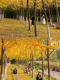 地鐵直達今年最喜歡的銀杏林出現了！封神級的金色童話世界