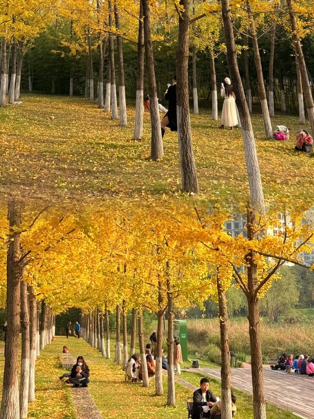 地鐵直達今年最喜歡的銀杏林出現了！封神級的金色童話世界