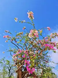 南灣花鎮，一定要來！！！