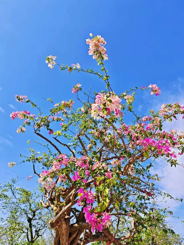 南灣花鎮，一定要來！！！