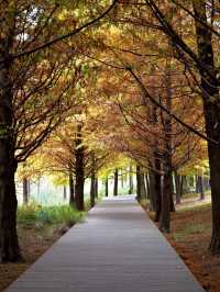 11.24實拍！上海賞秋！三林濱江城市森林！