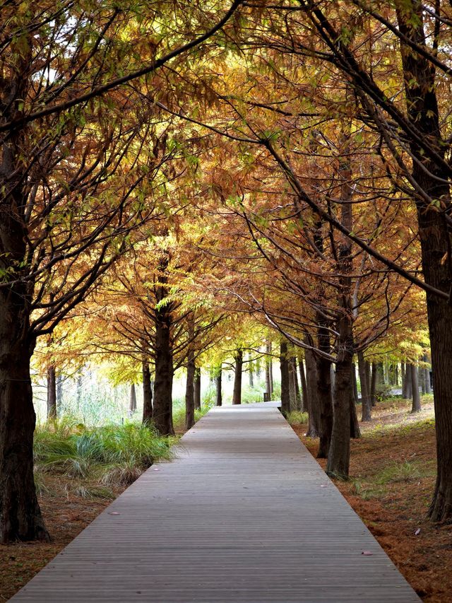 11.24實拍！上海賞秋！三林濱江城市森林！