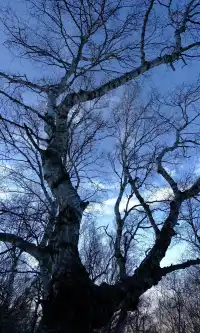 去了沒有雪松的樺皮嶺,想看你們拍的雪松