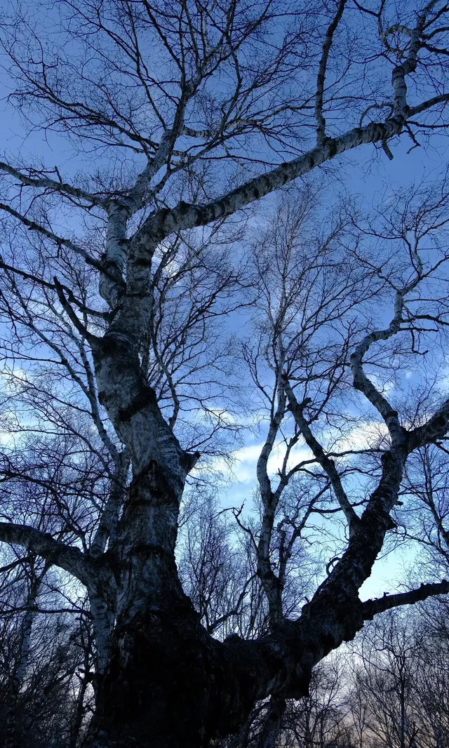 去了沒有雪松的樺皮嶺,想看你們拍的雪松 去了沒有雪松的樺皮嶺,想看你們拍的雪松