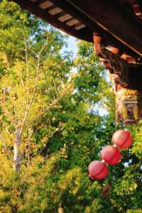 12月預告｜承天寺銀杏黃，是古城最絕的秋意