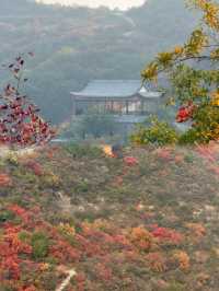 鄭州1h直達！0元賞紅葉的“小長城”美哭了