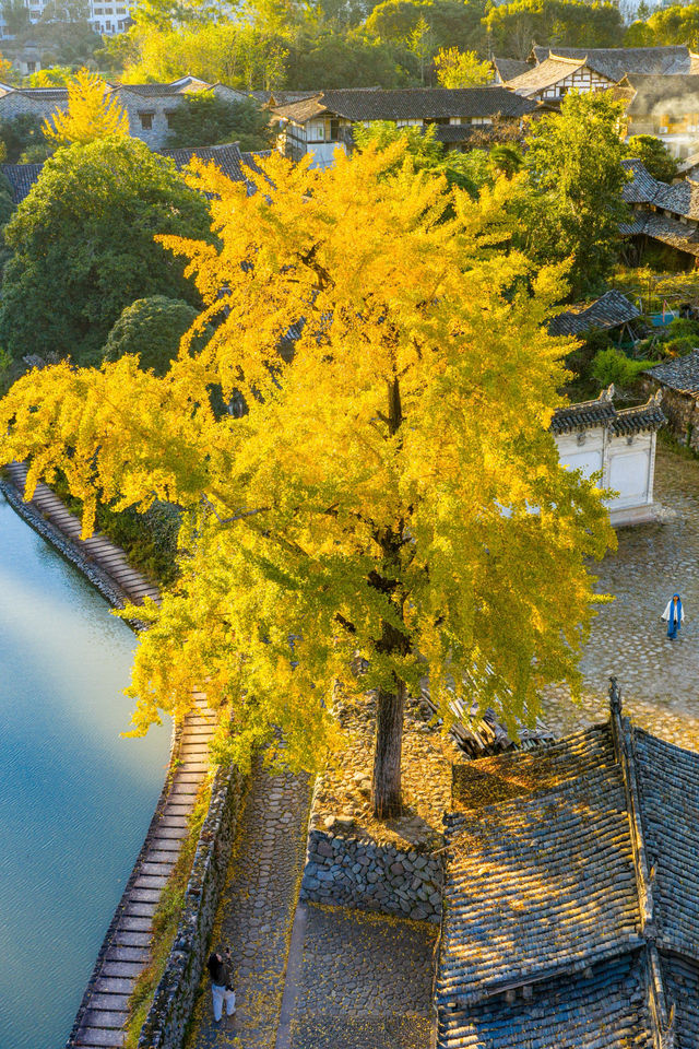 溫州百年銀杏樹已黃且牢固 溫州百年銀杏樹已黃且牢固