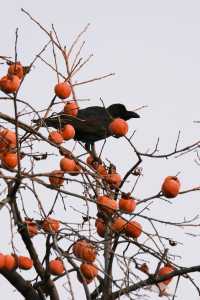 必拍故宮絕美構圖