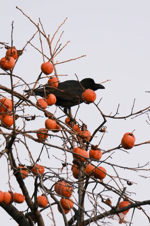 必拍故宮絕美構圖