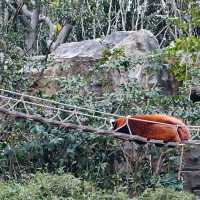 上海野生動物園免費衝！粉紅火烈鳥+大象互毆，值回折騰