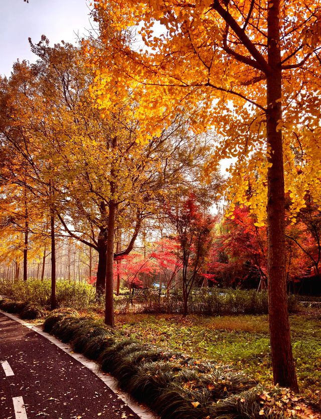 崇明島明珠湖｜秋日私藏的金色童話秘境！