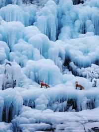 2025年這個冬天和喜歡的人一同來雲台山玩啦！