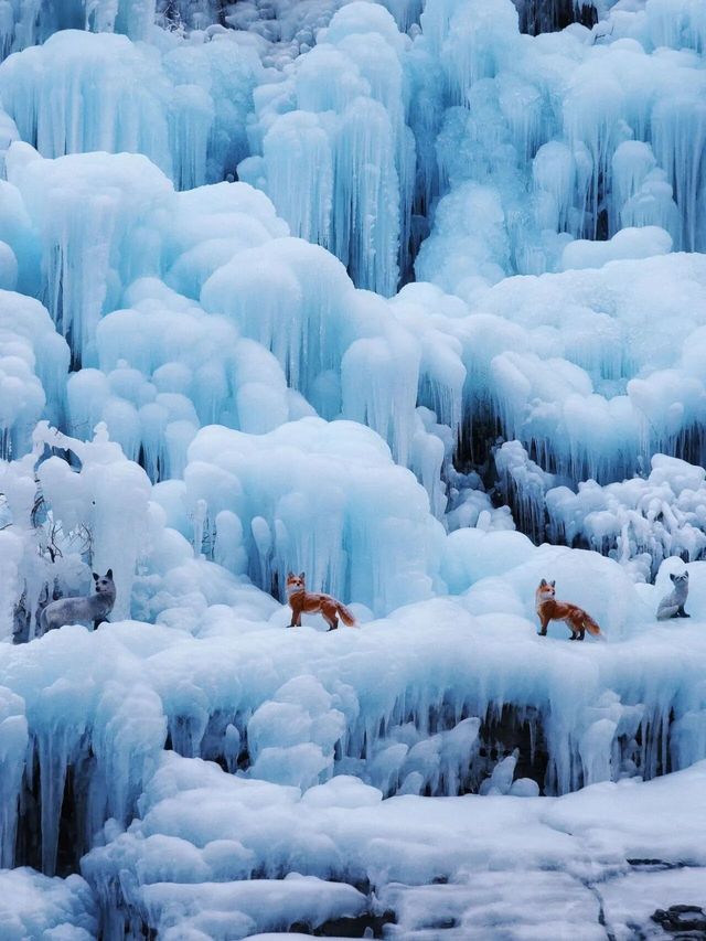 2025年這個冬天和喜歡的人一同來雲台山玩啦！