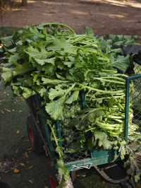 雙山島簡直就是神仙拍照地