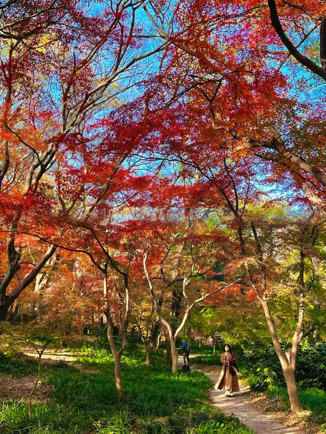 南京中山植物園紅楓觀賞指南 南京中山植物園紅楓觀賞指南