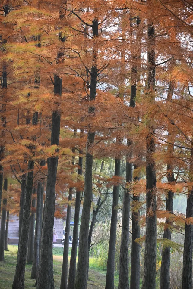 還用去擠白鷺灣?人少景美的水杉秘境! 還用去擠白鷺灣?人少景美的水杉秘境!