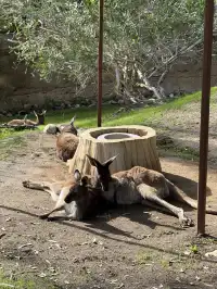 感恩節三天非特種兵帶娃San Diego遊推薦