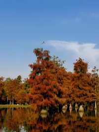 上海青西郊野公園水杉紅了I人必打卡的魔童話森林!