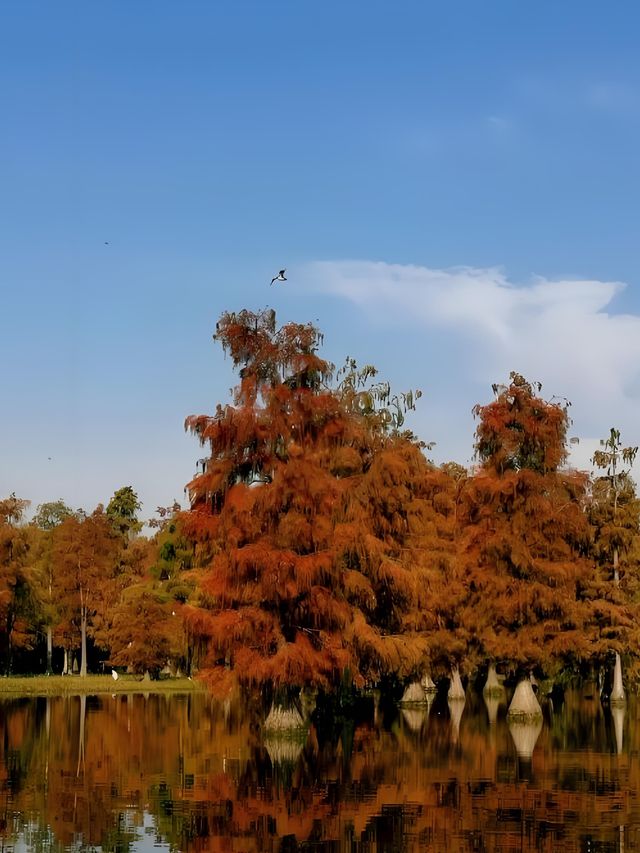上海青西郊野公園水杉紅了I人必打卡的魔童話森林! 上海青西郊野公園水杉紅了I人必打卡的魔童話森林!