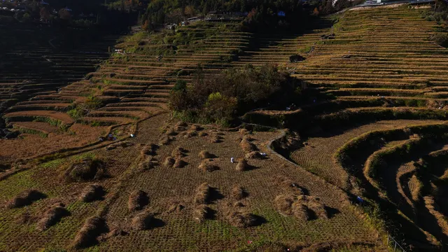 雲和梯田截止1129稻穀收割進度,附遊玩攻略 雲和梯田截止1129稻穀收割進度,附遊玩攻略