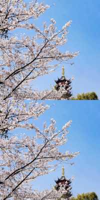 總要去趟雞鳴寺吧 赴一場浪漫之約