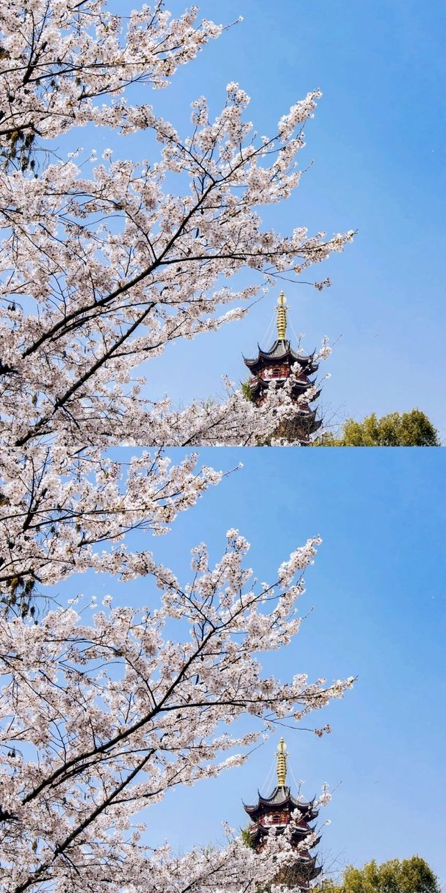 總要去趟雞鳴寺吧 赴一場浪漫之約 總要去趟雞鳴寺吧 赴一場浪漫之約