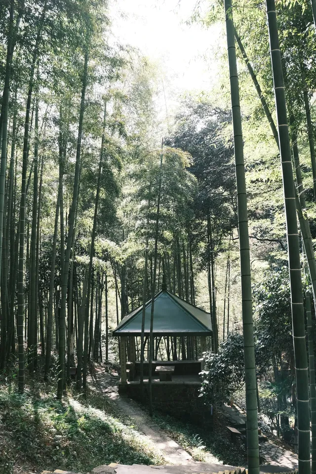 11月末的莫干山 我遇見了最治癒的深秋 11月末的莫干山 我遇見了最治癒的深秋