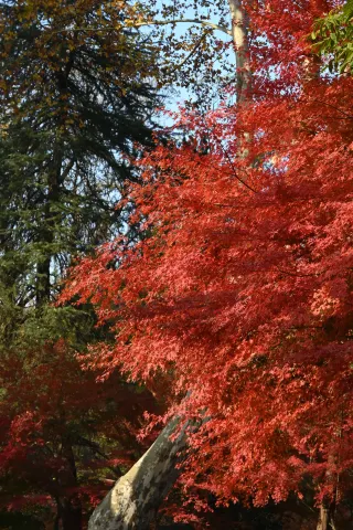 Breaking news!! The maple leaves on Qixia Mountain have turned completely red by November 30th!!