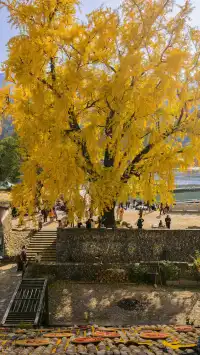 12.4實拍溫州銀杏王黃透了曬秋同框拍照