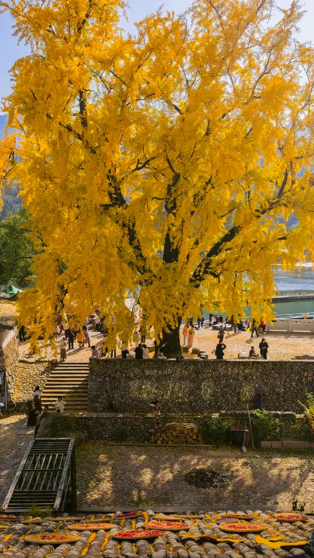 12.4實拍溫州銀杏王黃透了曬秋同框拍照 12.4實拍溫州銀杏王黃透了曬秋同框拍照