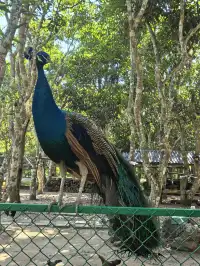 自駕第二十站｜西雙版納