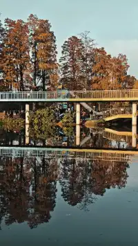 此時，武漢東湖美得不像話免費停車！