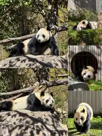 總會反覆愛上的川西