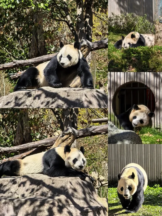 總會反覆愛上的川西