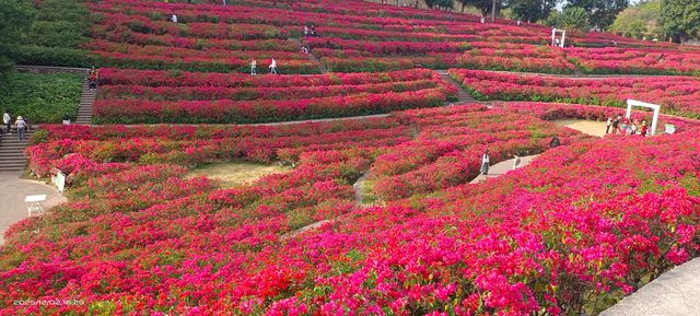 【南寧必打卡|青秀山,藏在城市裡的綠野仙蹤】 【南寧必打卡|青秀山,藏在城市裡的綠野仙蹤】