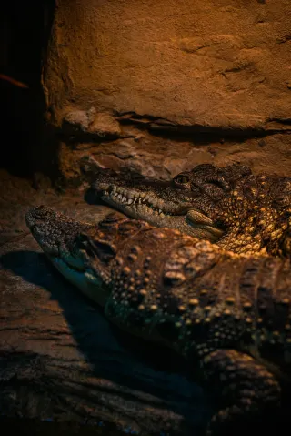 Shanghai Zoo‖A Paradise for Wildlife Photographers