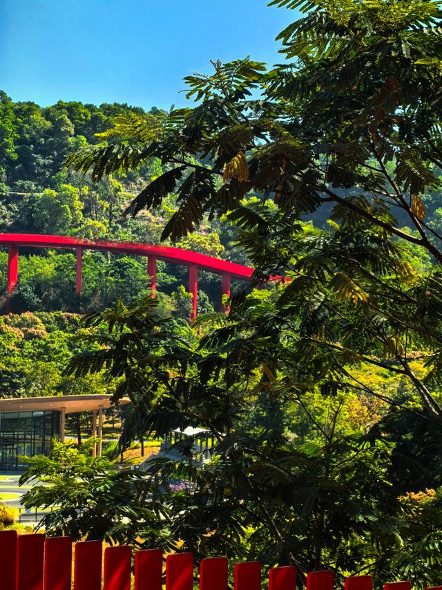 為什麼深圳人總在朋友圈曬這座虹橋？