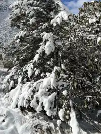 廣東高鐵1.5h直達！莽山霧淞不爬山攻略