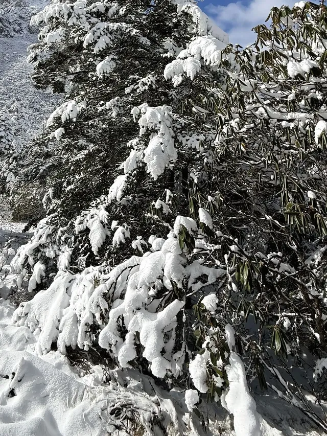 廣東高鐵1.5h直達！莽山霧淞不爬山攻略