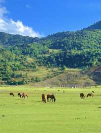 美得不像話雲南麗江也有自己的阿勒泰
