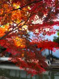 12月的秋霞圃,這裡的「楓」景美到失語