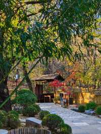 大連兩片超美竹林,第二個很少有人知道