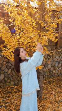 為了這棵1000年銀杏 我特意去了趟永嘉