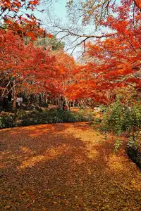 被驚艷到了!不用出滬也能欣賞到紅楓美景!